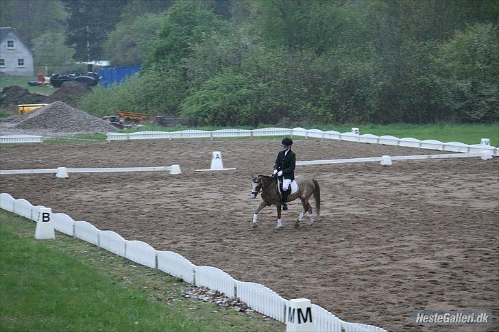 Welsh Pony (sec B) Sandets Silver - Stævne. billede 3