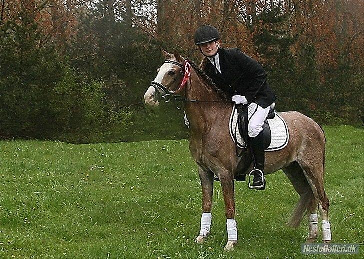 Welsh Pony (sec B) Sandets Silver - Roset :) billede 4