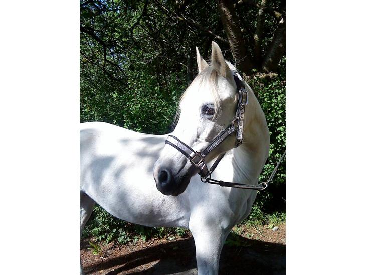 Anden særlig race Midnight's Kalypso billede 1