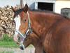 Welsh Pony af Cob-type (sec C) AROSFADEG WELSH LADY