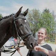 Dansk Varmblod Vestgårdens Starlido