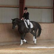 Dansk Varmblod Vestgårdens Starlido