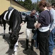 Dansk Varmblod Vestgårdens Starlido