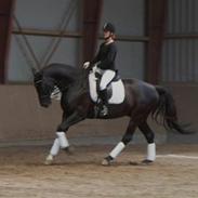 Dansk Varmblod Vestgårdens Starlido