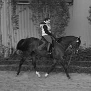 Fuldblod (XX) Playhouse (Solgt)