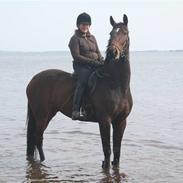 Dansk Varmblod Midtgaards Bibione solgt