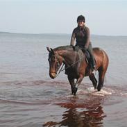 Dansk Varmblod Midtgaards Bibione solgt