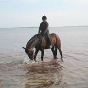 Dansk Varmblod Midtgaards Bibione solgt