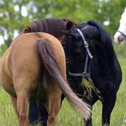 Welsh Cob (sec D) Tolstrups Kahjal