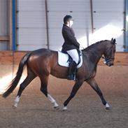 Dansk Varmblod Maribell