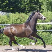 Westfaler Nisgaards Rosalina