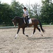 Westfaler Nisgaards Rosalina