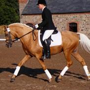 Palomino Klepholms Guldfax