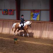 Palomino Klepholms Guldfax