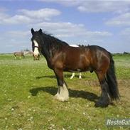 Irish Cob Bart