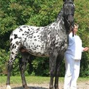 Knabstrupper Horsebjergs Tanqueray