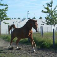 Dansk Varmblod Sandbæk's regan