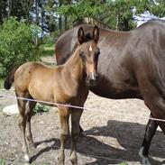 Westfaler /dv Cassidy