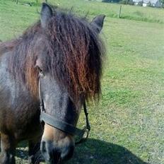 Anden særlig race Lars 