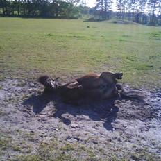 Anden særlig race Lars 