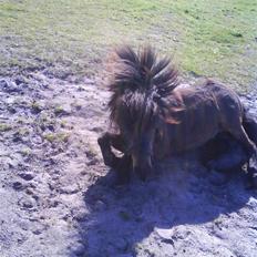 Anden særlig race Lars 