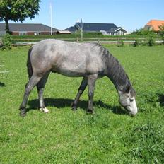 Connemara Elmelys Jack