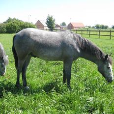 Connemara Elmelys Jack