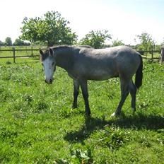 Connemara Elmelys Jack