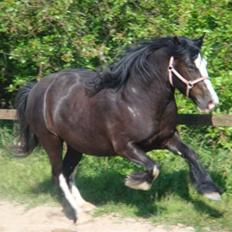 Tinker Zarmora R.i.P