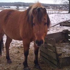 Anden særlig race Frej - Skinken <3