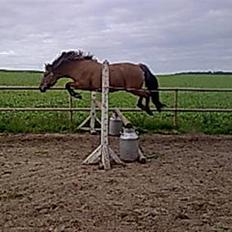 Anden særlig race Frej - Skinken <3