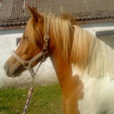 Anden særlig race Shiney *solgt*