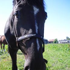 Svensk Varmblod Azton *solgt*