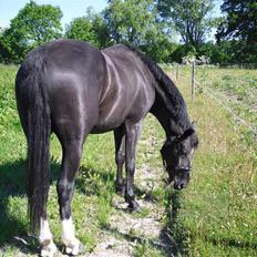 Svensk Varmblod Azton *solgt*