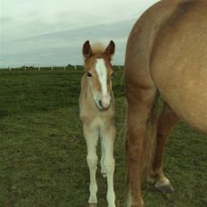 Haflinger Bellamira  <3 