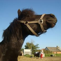 Miniature Krumme *Prinsen*