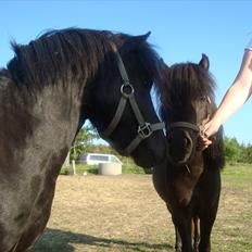 Miniature Krumme *Prinsen*