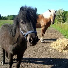 Miniature Krumme *Prinsen*