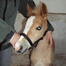 Haflinger Bellamira  <3 