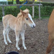 Haflinger Bellamira  <3 