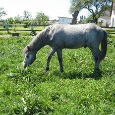 Connemara Elmelys Big Mountain Boy