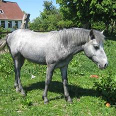 Connemara Elmelys Big Mountain Boy