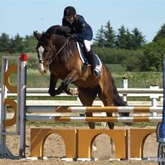 Dansk Varmblod Castor (Solgt)