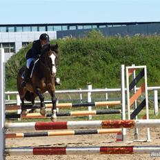 Dansk Varmblod Castor (Solgt)