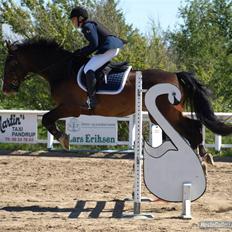 Dansk Varmblod Castor (Solgt)