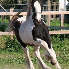 Irish Cob Sir Lancelot of Irish