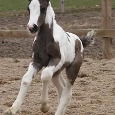 Irish Cob Sir Lancelot of Irish