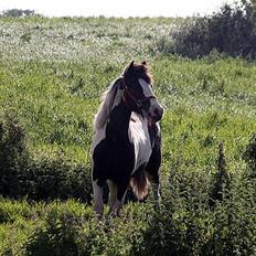 Irish Cob Sir Lancelot of Irish