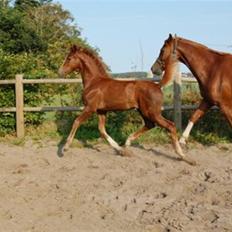 Dansk Varmblod Feldbæks Magnifique