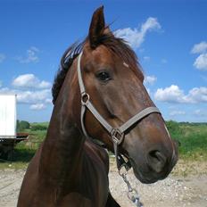 Anden særlig race Magic